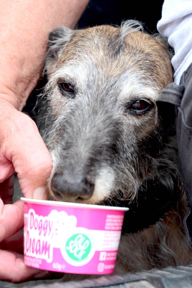 Fred eating Doggy ice cream